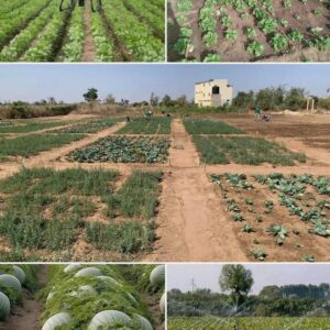 WhatsApp Image 2025-11-24 at 16.57.20